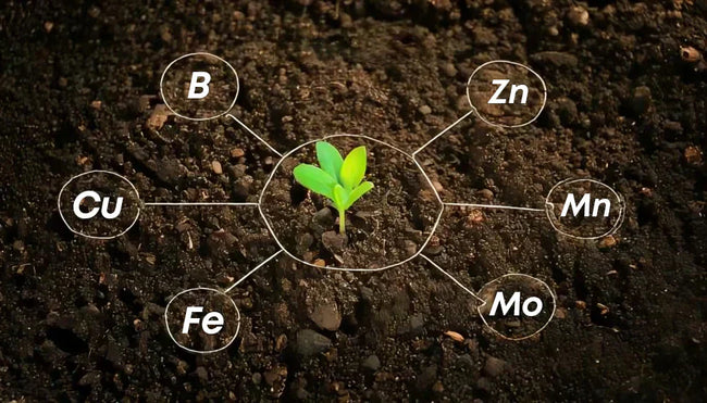 Micronutrients in Agriculture