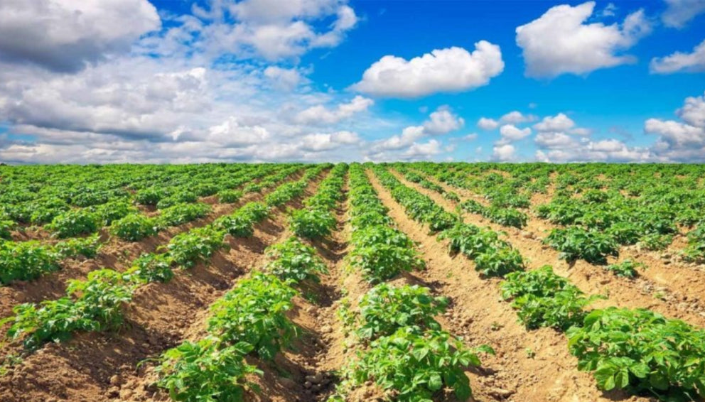 Boron 20%: Enhancing Indian Crop